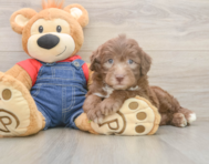 5 week old Mini Sheepadoodle Puppy For Sale - Lone Star Pups