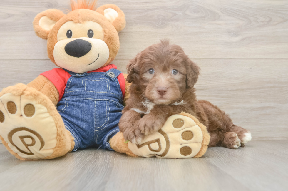 5 week old Mini Sheepadoodle Puppy For Sale - Lone Star Pups