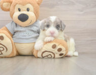 5 week old Mini Sheepadoodle Puppy For Sale - Lone Star Pups