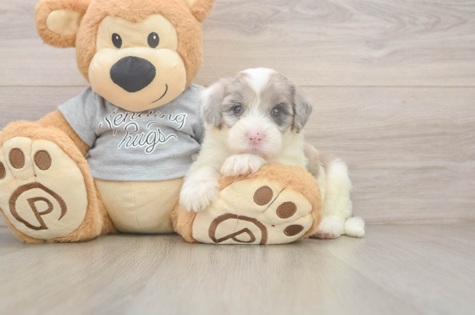 5 week old Mini Sheepadoodle Puppy For Sale - Lone Star Pups