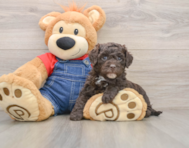 5 week old Mini Sheepadoodle Puppy For Sale - Lone Star Pups