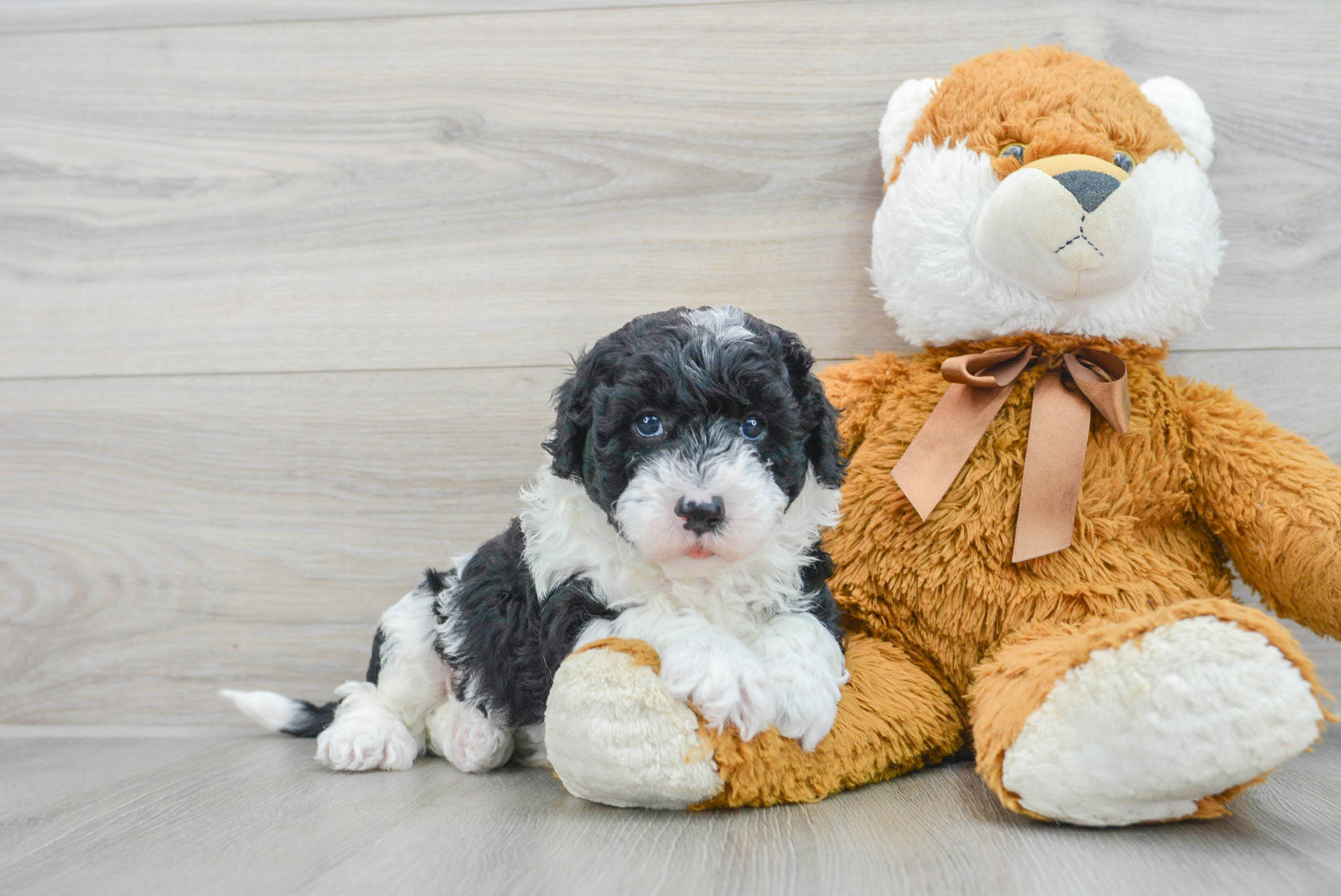 Petite Mini Sheepadoodle Poodle Mix Pup