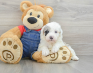 4 week old Mini Sheepadoodle Puppy For Sale - Lone Star Pups