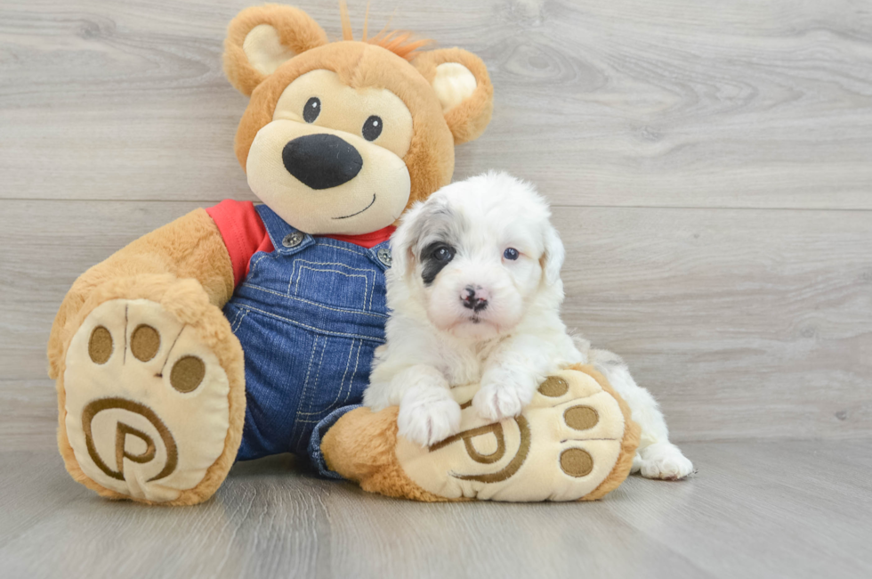 8 week old Mini Sheepadoodle Puppy For Sale - Lone Star Pups