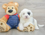 5 week old Mini Sheepadoodle Puppy For Sale - Lone Star Pups