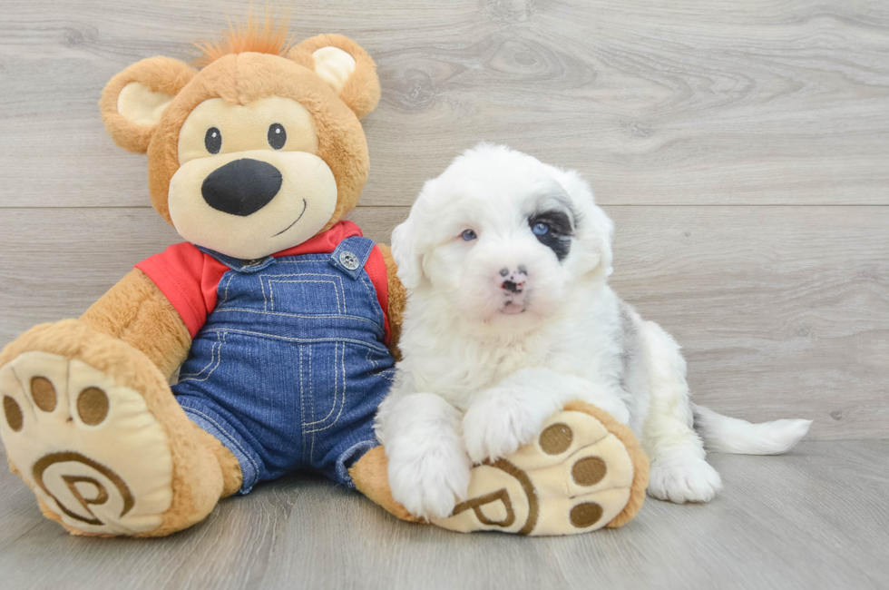 6 week old Mini Sheepadoodle Puppy For Sale - Lone Star Pups