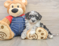 5 week old Mini Sheepadoodle Puppy For Sale - Lone Star Pups