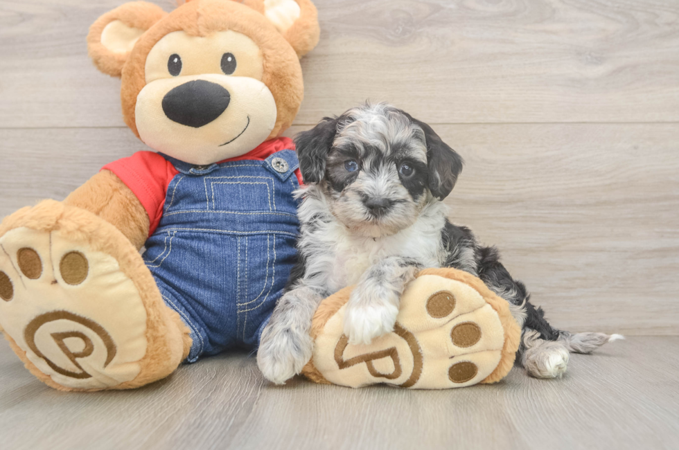 5 week old Mini Sheepadoodle Puppy For Sale - Lone Star Pups