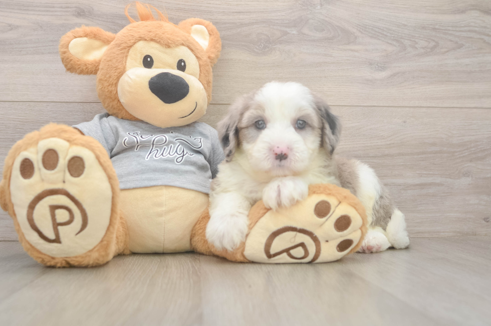 5 week old Mini Sheepadoodle Puppy For Sale - Lone Star Pups