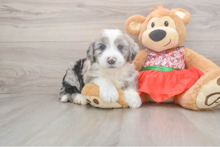 Happy Mini Sheepadoodle Baby