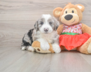 5 week old Mini Sheepadoodle Puppy For Sale - Lone Star Pups