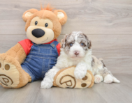 5 week old Mini Sheepadoodle Puppy For Sale - Lone Star Pups