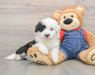 5 week old Mini Sheepadoodle Puppy For Sale - Lone Star Pups