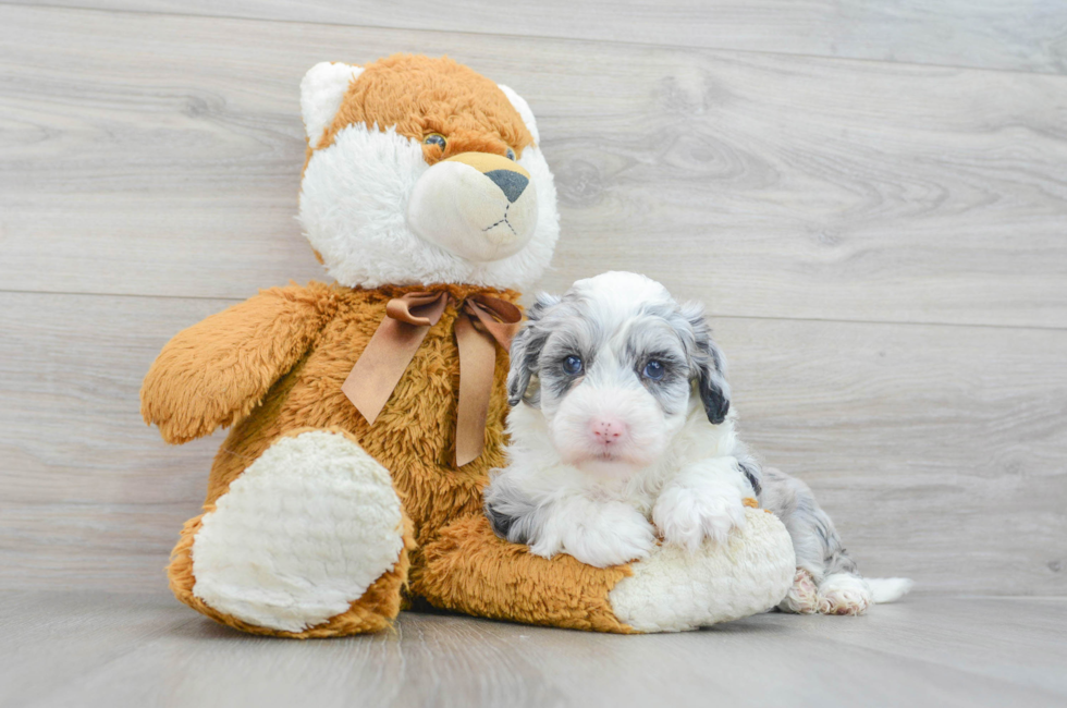5 week old Mini Sheepadoodle Puppy For Sale - Lone Star Pups
