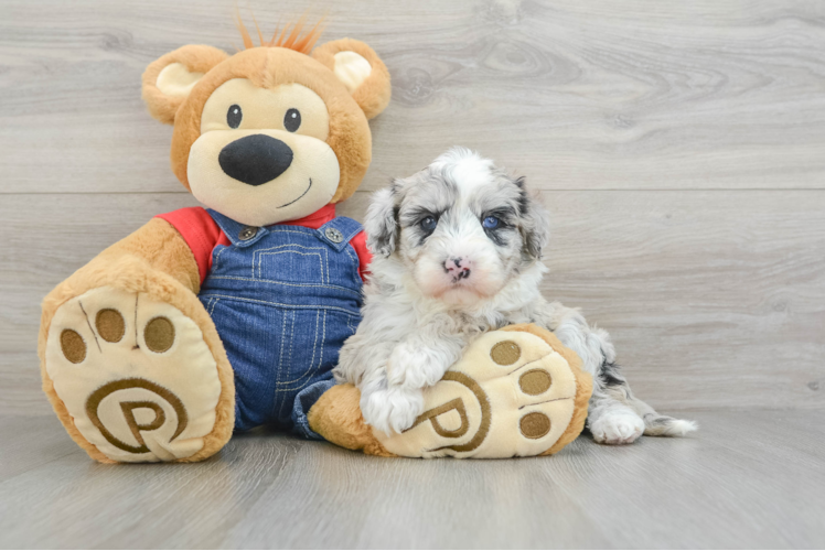 Petite Mini Sheepadoodle Poodle Mix Pup