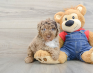8 week old Mini Sheepadoodle Puppy For Sale - Lone Star Pups