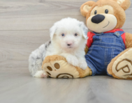 6 week old Mini Sheepadoodle Puppy For Sale - Lone Star Pups
