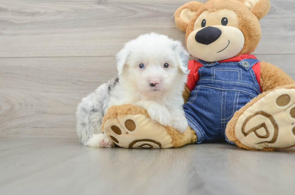 6 week old Mini Sheepadoodle Puppy For Sale - Lone Star Pups