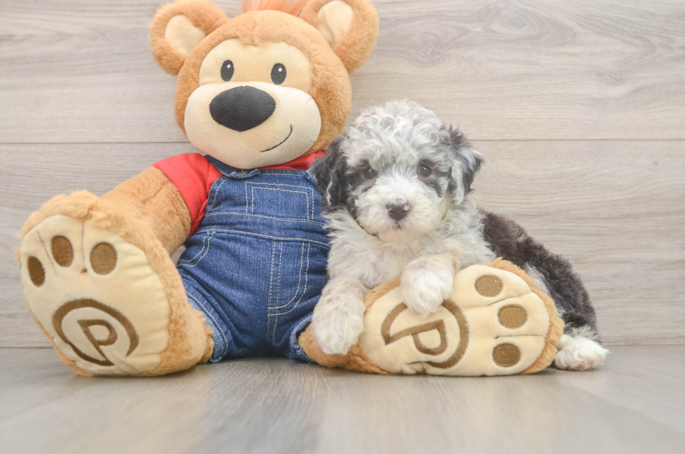 5 week old Mini Sheepadoodle Puppy For Sale - Lone Star Pups
