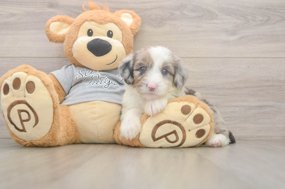 5 week old Mini Sheepadoodle Puppy For Sale - Lone Star Pups