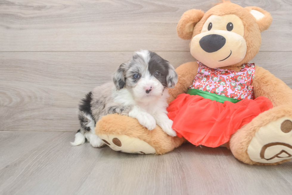 Mini Sheepadoodle Puppy for Adoption