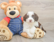 5 week old Mini Sheepadoodle Puppy For Sale - Lone Star Pups