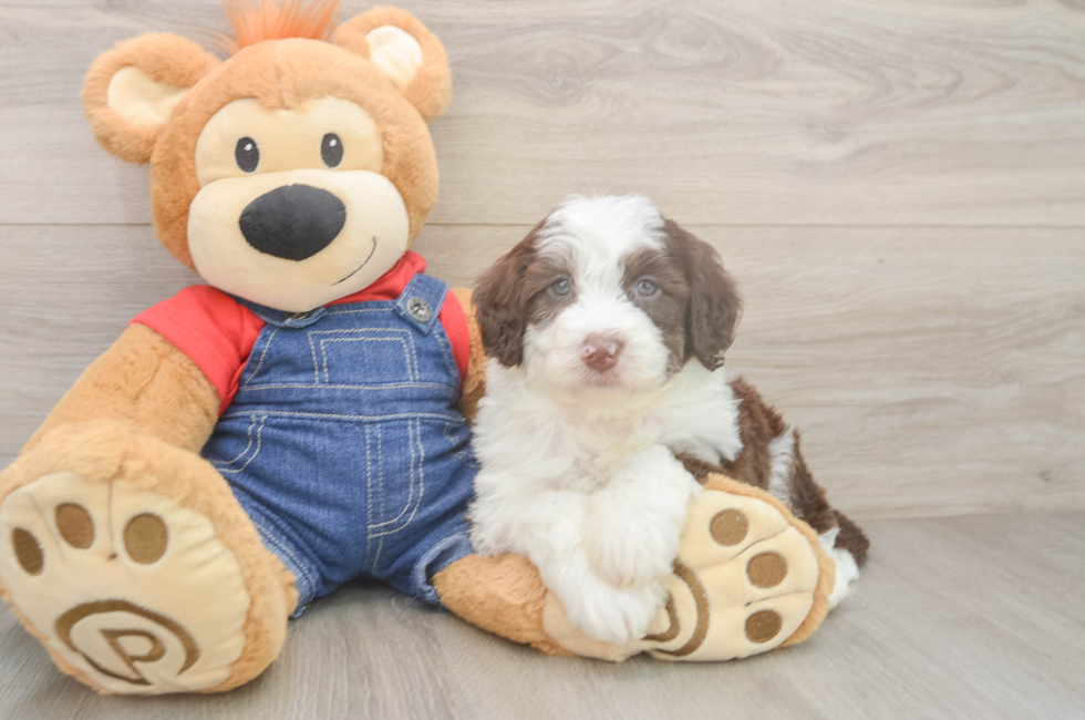 5 week old Mini Sheepadoodle Puppy For Sale - Lone Star Pups
