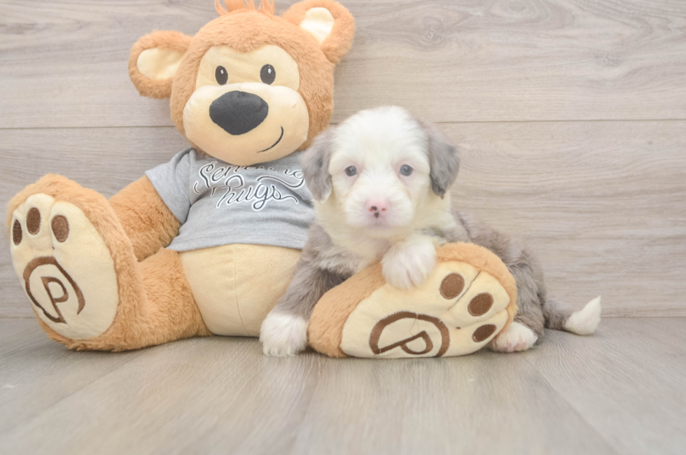 5 week old Mini Sheepadoodle Puppy For Sale - Lone Star Pups