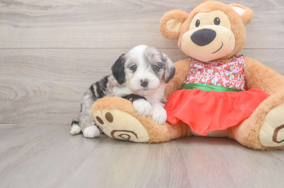 5 week old Mini Sheepadoodle Puppy For Sale - Lone Star Pups