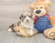 5 week old Mini Sheepadoodle Puppy For Sale - Lone Star Pups