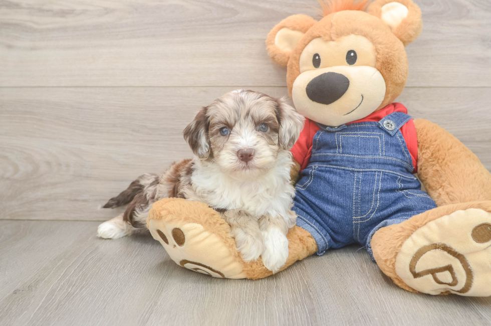5 week old Mini Sheepadoodle Puppy For Sale - Lone Star Pups