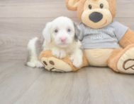 8 week old Mini Sheepadoodle Puppy For Sale - Lone Star Pups