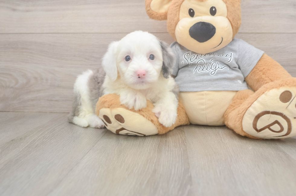 5 week old Mini Sheepadoodle Puppy For Sale - Lone Star Pups