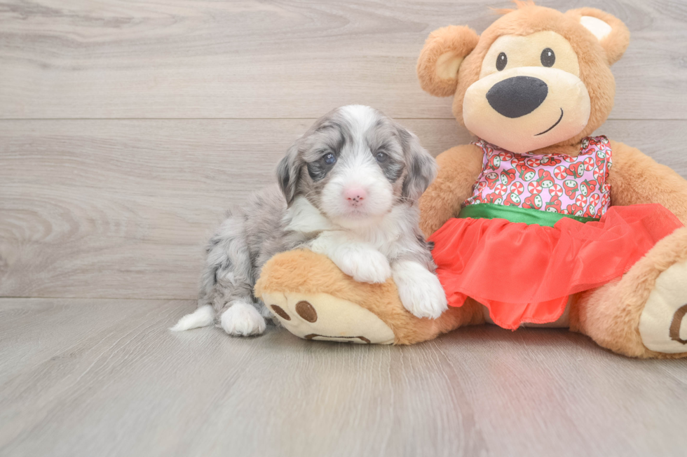 Friendly Mini Sheepadoodle Baby