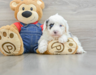 4 week old Mini Sheepadoodle Puppy For Sale - Lone Star Pups