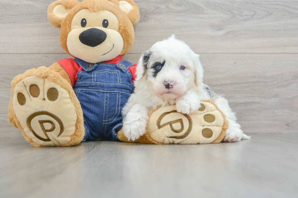 8 week old Mini Sheepadoodle Puppy For Sale - Lone Star Pups