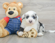 5 week old Mini Sheepadoodle Puppy For Sale - Lone Star Pups