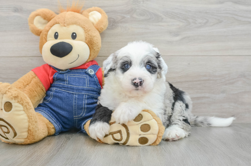 6 week old Mini Sheepadoodle Puppy For Sale - Lone Star Pups
