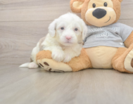 6 week old Mini Sheepadoodle Puppy For Sale - Lone Star Pups