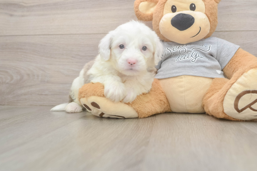 5 week old Mini Sheepadoodle Puppy For Sale - Lone Star Pups