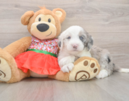 5 week old Mini Sheepadoodle Puppy For Sale - Lone Star Pups