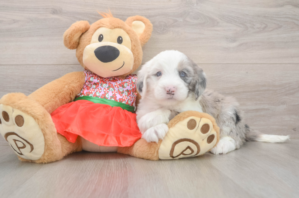 5 week old Mini Sheepadoodle Puppy For Sale - Lone Star Pups