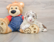 5 week old Mini Sheepadoodle Puppy For Sale - Lone Star Pups