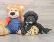 5 week old Mini Sheepadoodle Puppy For Sale - Lone Star Pups