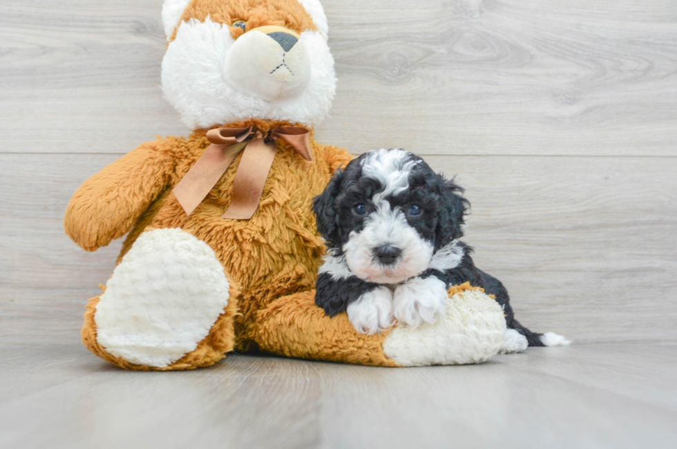 5 week old Mini Sheepadoodle Puppy For Sale - Lone Star Pups