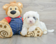 6 week old Mini Sheepadoodle Puppy For Sale - Lone Star Pups