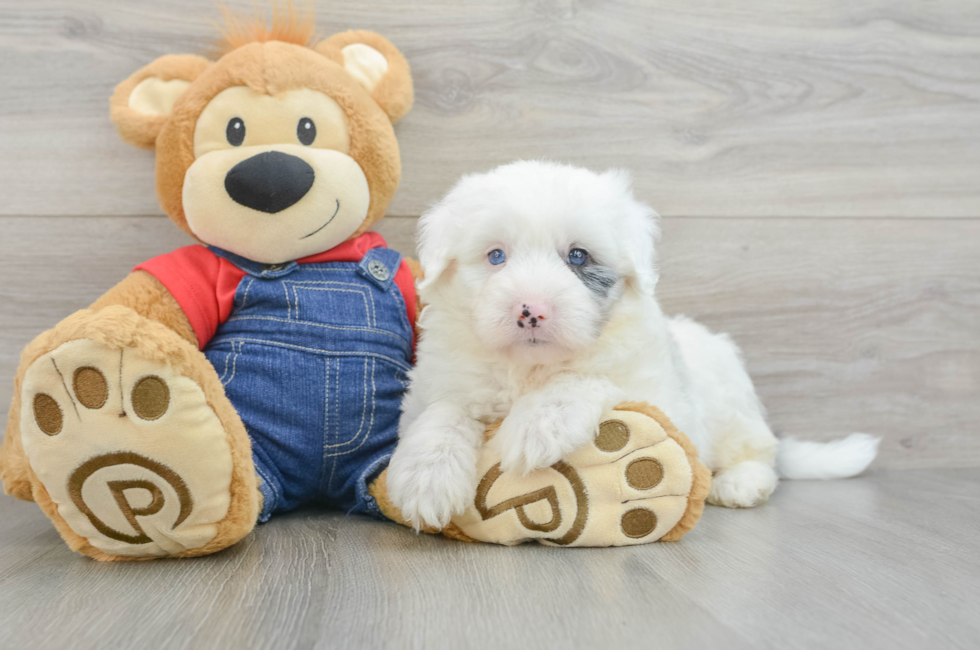 6 week old Mini Sheepadoodle Puppy For Sale - Lone Star Pups