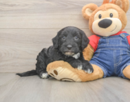5 week old Mini Sheepadoodle Puppy For Sale - Lone Star Pups