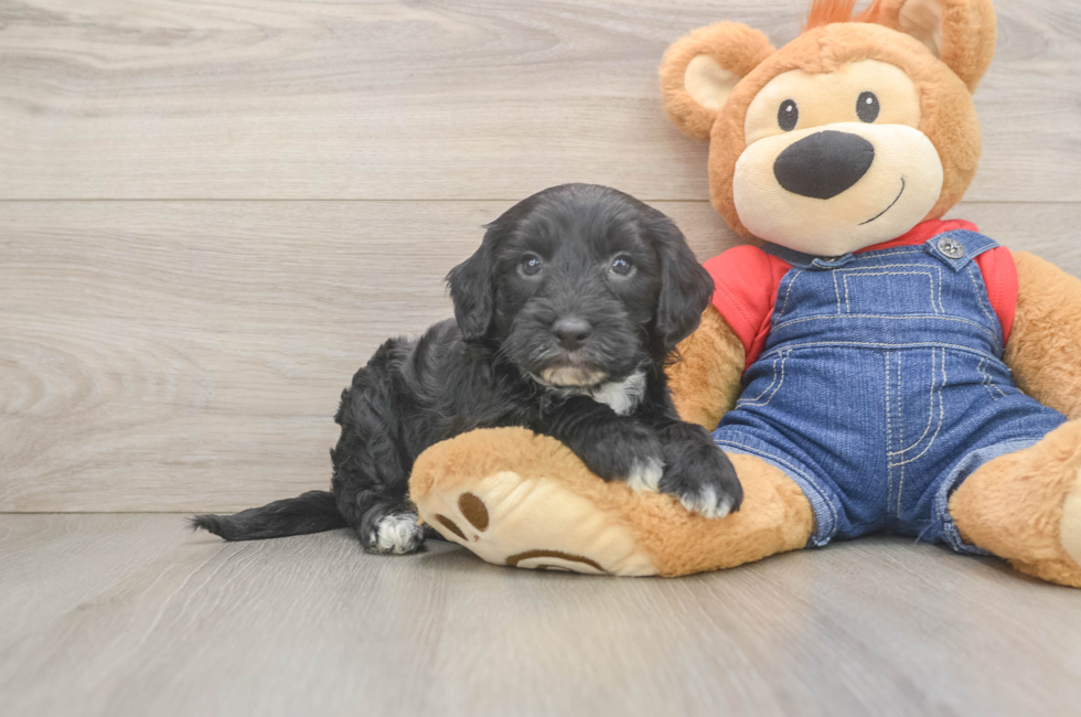 5 week old Mini Sheepadoodle Puppy For Sale - Lone Star Pups