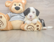 6 week old Mini Sheepadoodle Puppy For Sale - Lone Star Pups